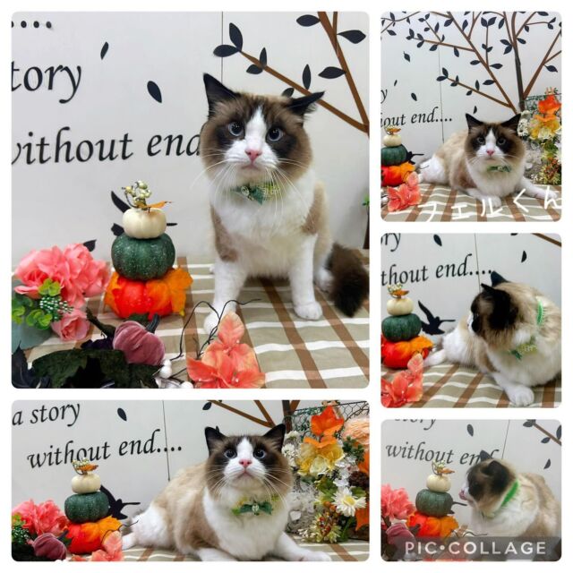 ☆ラグドールのフェルくん
♡トイプードルのラテちゃん
♡トイプードルのマリーちゃん
♡ビションフリーゼのAlomaちゃん
☆コーイケルホンデイの響くん
☆グレートピレニーズのアンドリューくん&ゴールデンレトリーバーのカテリーナちゃん
♡シーズーのベルちゃん
☆ジャックラッセルテリアのアールくん
♡ゴールデンレトリーバーのはるちゃん&あんなちゃん
☆柴犬のコテツくん
♡ダルメシアンのあずきちゃん
☆ミックス犬のちくわくん
♡ミックス犬のサクラちゃん
☆ミックス犬のソラくん
♡トイプードルのアフロちゃん
♡ミックス犬の小麦ちゃん
♡ジャックラッセルテリアのゆずちゃん
☆ペキニーズのザックくん
♡ビションフリーゼのルルちゃん
♡トイプードルのジンくん&ミックス犬のふうちゃん♡ミックス犬のマリーちゃん

みんなありがとう🍇

＃ラグドール#ミックス犬#トイプードル#猫のシャンプー#グレートピレニーズ#ゴールデンレトリーバー#ジャックラッセルテリア#ペキニーズ#ラブラドールレトリーバー#柴犬＃grooming#trimming#ビションフリーゼ#コーイケルホンデイ#ダルメシアン#シーズー#炭酸温浴#炭酸泉#猫のシャンプー#猫のトリミング# 年末年始予約受付中#トリマー募集