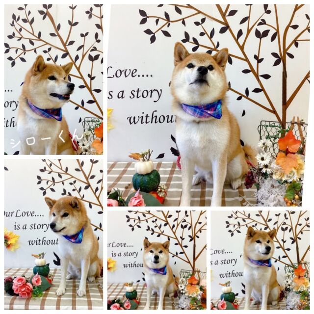 ☆柴犬のシローくん
♡ミックス犬のモコちゃん
♡Mダックスのあめちゃん
☆ゴールデンレトリーバーのソラくん
☆イングリッシュスプリンガーのアレックスくん
♡シーズーのボタンちゃん&ロングコートチワワのgelちゃん
☆ダルメシアンのアスカくん
☆パピヨンのパピヨンのバッハくん＆ソラくん&ボーダーコリーのリリーちゃん
♡ミックス犬のメルちゃん
♡トイプードルのラムちゃん
☆ミックス犬のジョイくん
♡柴犬のあんずちゃん
☆アメリカンコッカースパニエルのクロくん
☆パピヨンのポンタくん&Mダックスのミルクちゃん
☆ミックス犬のミツオくん
♡柴犬のミミちゃん
☆トイプードルのアンくん&ポテトくん
♡ロングコートチワワのララちゃん
☆トイプードルのメープルくん＆ミックス犬のアモルくん
☆グレートピレニーズのジョリーくん&ラブラドールレトリーバーのマルくん

みんなありがとう🛁

#柴犬#トイプードル#ロングコートチワワ#ゴールデンレトリーバー#ラブラドールレトリーバー#シーズー#グレートピレニーズ#ミックス犬#イングリッシュスプリンガー#Mダックス#ボーダーコリー#ダルメシアン#パピヨン#大型犬のいる暮らし #大型犬のトリミング#trimming#grooming#トリマー募集中#炭酸温浴#年末年始#予約受付中#伊勢原市#厚木市#秦野市#海老名市