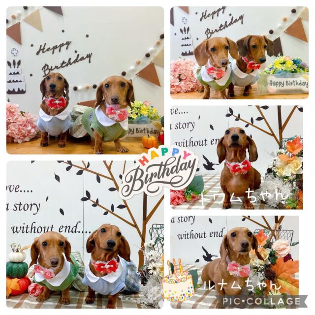 ♡スムースミニチュアダックスフンドのトワムちゃん&ルナムちゃん🎂共に4歳の誕生日を迎えました✨🥳㊗️✨
☆猫のミューちゃん
☆トイプードルのルイくん
☆トイプードルのシナモンくん&メロンくん
☆Mシュナウザーのゴエモンくん&こまりちゃん
♡ミックス犬のクッキーちゃん
♡トイプードルのスリちゃん&ナノちゃん
♡トイプードルのキナちゃん
☆トイプードルのラテくん
☆チンチラのハウルくん
♡ヨークシャーテリアのメイちゃん
☆ロングコートチワワの空大くん
☆トイプードルのピットくん＆ラブちゃん&ミミちゃん&シーズーのももこちゃん
♡トイプードルのももちゃん＆キキちゃん
♡スタンダードプードルのポテチちゃん
♡トイプードルのナナちゃん
♡ビションフリーゼのこゆきちゃん
♡ヨークシャーテリアのチェリーちゃん
☆トイプードルのアモルくん
♡トイプードルのののちゃん

みんなありがとう🛁

#トイプードル#ロングコートチワワ#ゴールデンレトリーバー#ラブラドール仔犬居ます＃シーズー#ミックス犬#イングリッシュスプリンガー#Mダックスパピヨン#大型犬のいる暮らし #大型犬のトリミング#trimming#grooming#トリマー募集中#炭酸温浴#年末年始#予約受付中#伊勢原市#厚木市#秦野市#海老名市