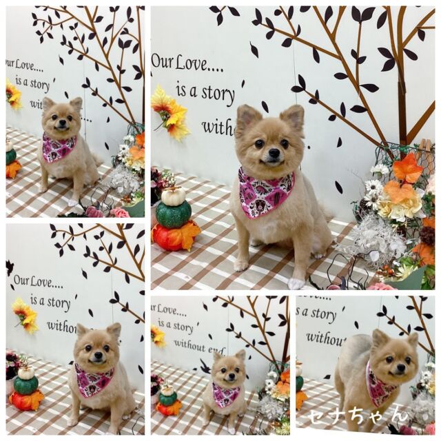♡ミックス犬のセナちゃん
♡ミックス犬のビビちゃん
♡オールドイングリッシュシープドッグのハニーちゃん
♡ジャーマンシェパードドッグのニーナちゃん
☆ミックス犬のJOYくん
♡柴犬のマロンちゃん
☆秋田犬の虎鉄くん
♡ロングコートチワワのピノちゃん
☆トイプードルのランくん
♡チンチラゴールデンのテマリちゃん
☆ジャーマンシェパードドッグのグースくん
♡キャバリアキングチャールズスパニエルのノアちゃん
♡シーズーのあんずちゃん
♡ミックス犬のソラミちゃん
♡ジャーマンシェパードドッグのベティちゃん
♡ミックス犬のなずなちゃん
♡ジャーマンシェパードドッグのアナちゃん
♡トイプードルのあずきちゃん
♡柴犬のコリンちゃん
♡ミックス犬のレモンちゃん

みんなありがとう🐶

#トイプードル#ロングコートチワワ#秋田犬#シーズー#ミックス犬#ジャーマンシェパードドッグ#キャバリアキングチャールズスパニエル#オールドイングリッシュシープドッグ#大型犬のいる暮らし #大型犬のトリミング#チンチラゴールデン#trimming#grooming#トリマー募集中#アルバイト#炭酸温浴#年末年始#予約受付中#伊勢原市#厚木市#秦野市#海老名市#猫のトリミング