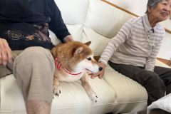 LINE_ALBUM_社会貢献、セラピードッグ画像_231015_3